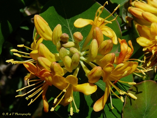 {Lonicera flava}